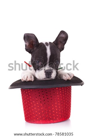 shy French bulldog in a show hat looking to the camera