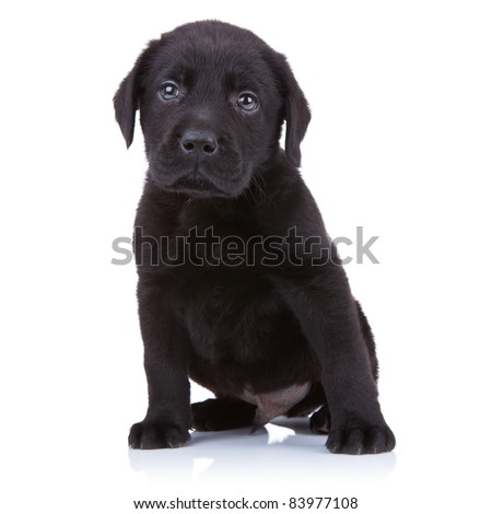 Cute Little Black Labrador Retriever Puppy Sitting On A White ...