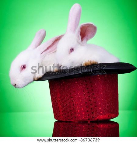 Picture of two adorable rabbits standing in a red hat on a green background