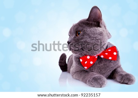 side view of an big english cat with red ribbon at its neck and looking at something over blue background