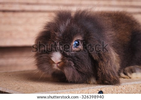 Side view picture of a cute lion head rabbit bunny lying in wood background while looking at the camera.