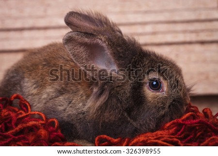 Side view of a brown lion head rabbit bunny lying on a red scarf.