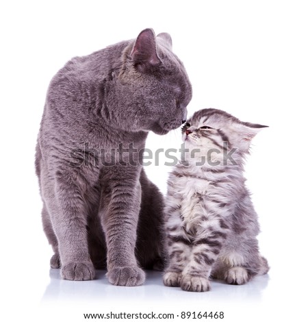 Similar – Image, Stock Photo British Shorthair Kitten between pillows