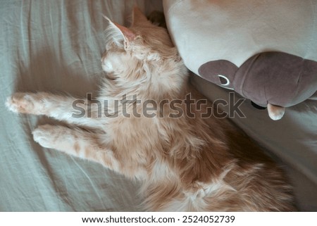 Similar – Image, Stock Photo unrecognizable young owner woman and her cute jack russell dog sitting at sunset outdoors