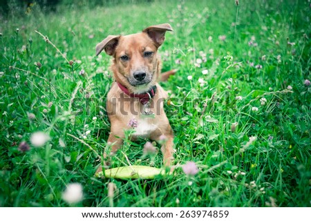 Dog lying on fresh green grass in public park. Pets in nature.