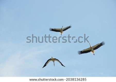 Foto Bild Storch beim Segelflug am Himmel