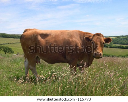 Cow in Field