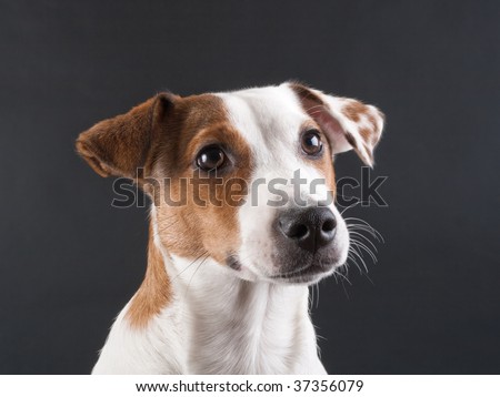 Young Jack Russell Terrier Head On Dark Grey. No Isolated. Stock Photo ...