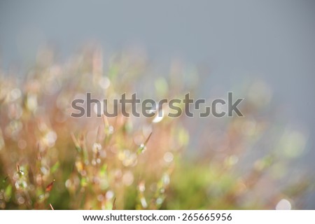 Light and happy colored green garden background with abstract, soft and fresh blurred water and moss bokeh with space for text