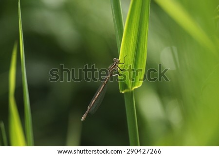 White-legged damselfly (Platycnemis pennipes), a common damselfly in northern Europe