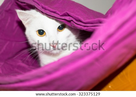 white cat hiding under the duvet