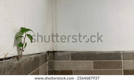 Similar – Image, Stock Photo Age leaves its mark age