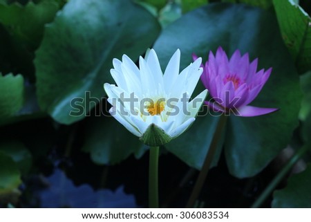 Beautiful lotus in the pond behind the house