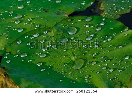 Water drop on Lotus leaf