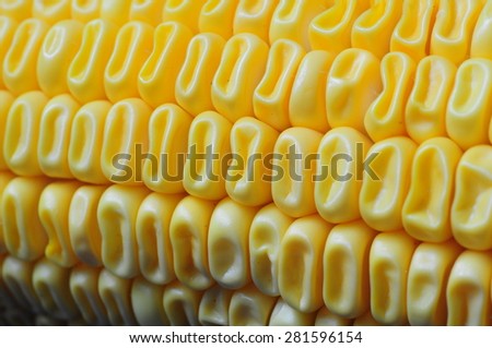 Image of yellow corn background, healthy organic food, bio nutrition, fresh ripe vegetable, maize cob, golden textured wallpaper, autumn harvest season, vegetarian eating and diet concept