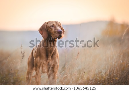 Hungarian hound pointer vizsla dog in autumn time in the field Сток-фото © 
