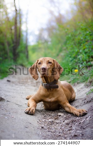 Hungarian pointer dog