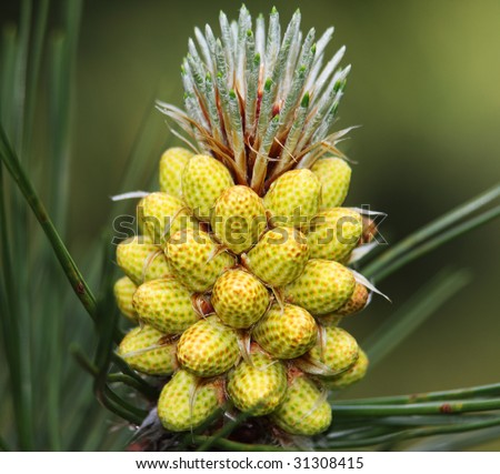 The Scots Pine (Pinus sylvestris L.; family Pinaceae) is a species of pine native to Europe and Asia