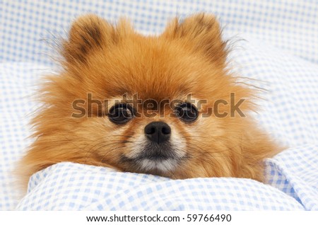 Pomeranian in bed