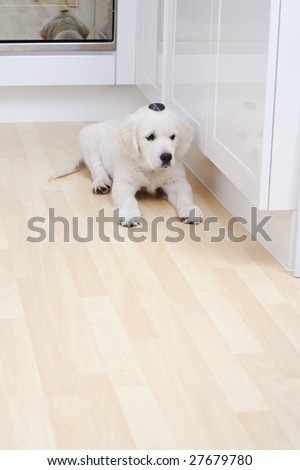 puppy lying on floor with ticket on head