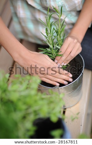 woman transplating plants