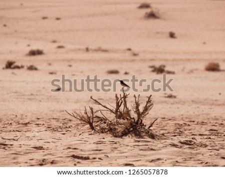 White-crowned Wheatear