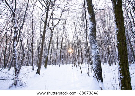 Winter forest with sun behind trees in center, everything is covered in snow
