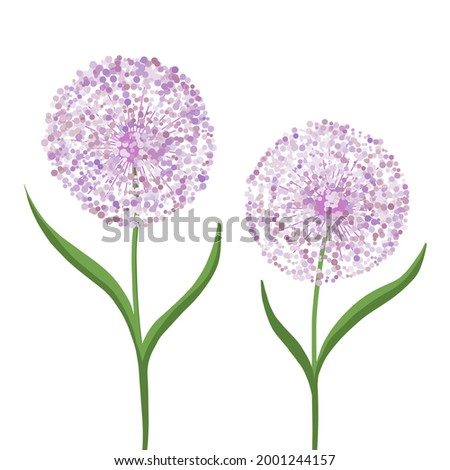 Allium flower, decorative bow on a white background. Purple ball of flowers. Illustration for printing, backgrounds, wallpapers, covers, packaging, greeting cards, posters, stickers. Vector eps 10.