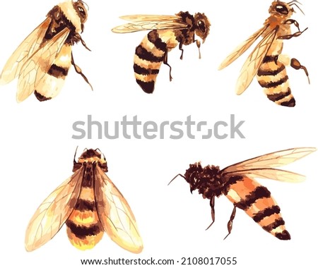 a set of vector watercolor illustrations of a honey bee on a white background