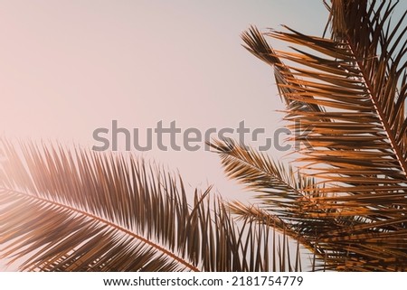 Similar – Image, Stock Photo Palm leaves against blue sky