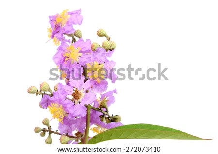 Lagerstroemia speciosa, Pride of India, Queen\'s flower on white background