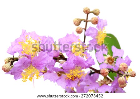 Lagerstroemia speciosa, Pride of India, Queen's flower on white background