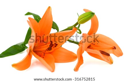 beautiful orange lily flower isolated on white background