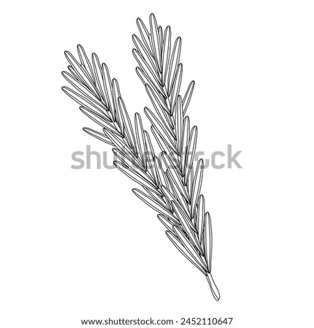 Branches of rosemary, healthy food icon, doodle style flat vector outline for coloring book