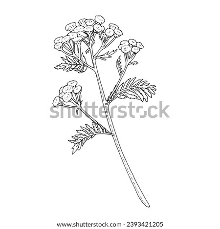 Tansy Vector outline illustration. Hand drawn graphic clipart of immortelle flower. Everlasting bouquet black line art. Officinalis herb linear drawing on isolated background. Medicinal plant sketch