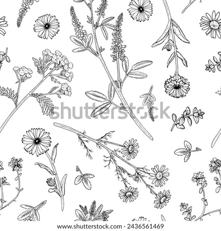 Herb Flower Vector seamless Pattern. Black line art of officinalis wildflowers. Hand drawn sketch of medicinal floral plants. Outline illustration of botanical print. Drawing on white background