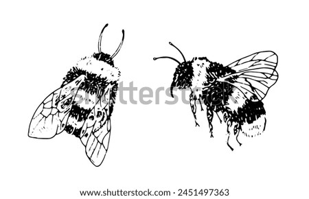 Bumble Bee Vector Set. Black line art drawing of honeybee. Outline illustration of insects. Hand drawn vintage clipart. Linear sketch on isolated white background. For logo design