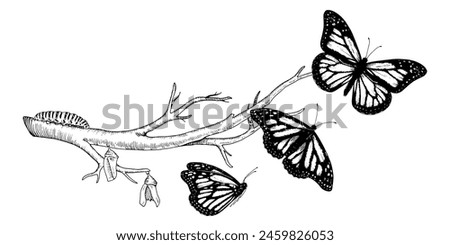 Butterfly Metamorphosis Vector drawing. Hand drawn line art of insect evolution. Black outline illustration of moth transformation. Nature life cycle sketch. On a white isolated background