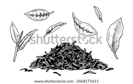 Tea Leaf and Dry pile Vector outline illustration. Hand drawn graphic clipart of three green leaves. Food black line art. Linear drawing on isolated white background. Sprout plant sketch