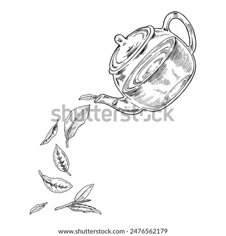 Tea leaves are pouring out of the Teapot. Vector hand drawn illustration. Glass pot sketch drawing. Black and white vintage art. Editable composition with backgrounds. For herbal drinks and cards