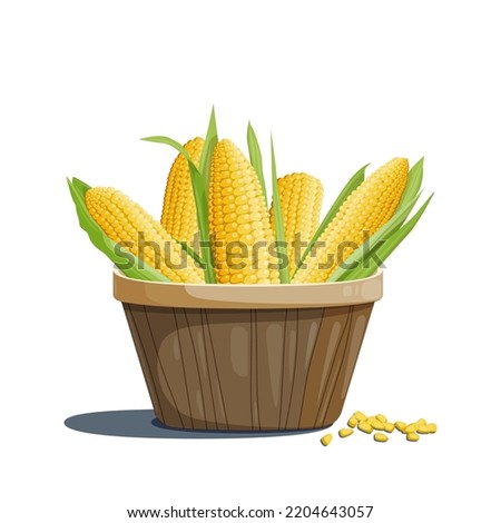 Bright illustration of a group of four different ears of corn with green leaves in a basket. Design element and food and agriculture theme.