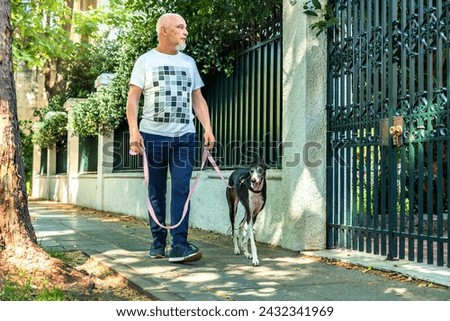 Similar – Foto Bild Windhund Hund 1 Tier