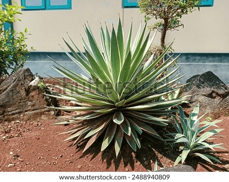 Similar – Image, Stock Photo Blooming desert agave in the Anza Borrego State Park, Caifornia