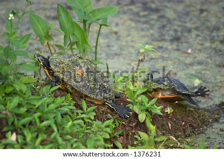 Pair of Florida chicken turtles (Deirochelys reticularia chrysea) - basking on bank of pond - Arthur R. Marshall Loxahatchee National Wildlife Refuge, Florida