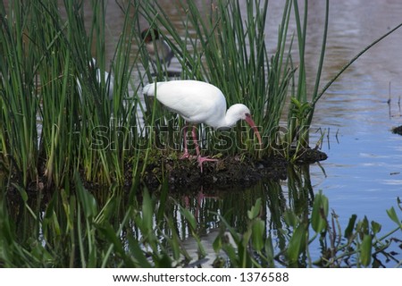 White ibis (Eudocimus albus) - feeding at water\'s edge - standing on small island - Wakodahatchee Wetlands, Florida