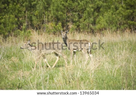 Mule deer (Odocoileus Hemionus)  - Custer State Park, Custer County, SD