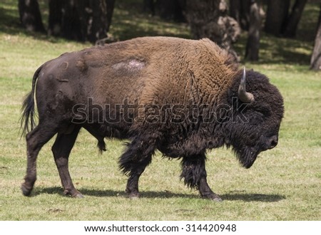 American bison (Bison bison) bull, Custer State Park, Black Hills, South Dakota