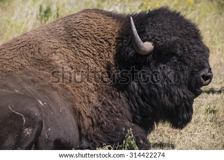American bison (Bison bison)\
 - Custer State Park, Black Hills, South Dakota