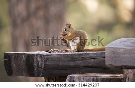Squirrel eating pine cone, Black Hills, South Dakota