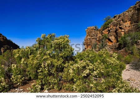 Similar – Image, Stock Photo Blue flowers of Cape Leadwort also known as Blue Plumbago or Plumbago Auriculata